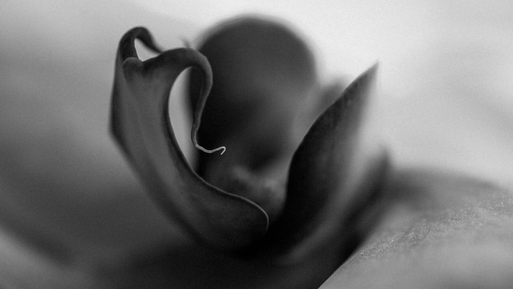 Derreveaux Photography